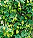 BALDUR Garten 1x Hopfen, Pflanze im 1,5 Liter-Topf, Humulus lupulus, Kletterpflanze, winterhart, mehrjährig, blühend, duftend, Schnittblume, Hopfenfrüchte