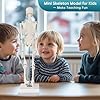 Human Skeleton Model, Portable 17 Skeleton Anatomy Model with Movable Skull, Arms and Legs, Teaching Model for Education, Human Skeletal Study and Display