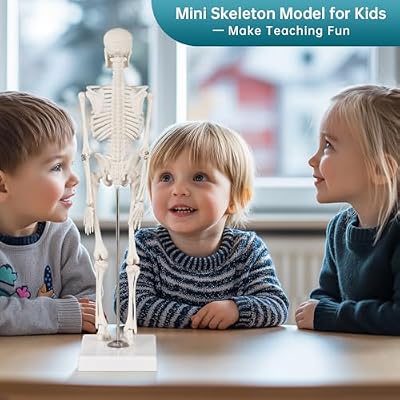 Human Skeleton Model, Portable 17 Skeleton Anatomy Model with Movable Skull, Arms and Legs, Teaching Model for Education, Human Skeletal Study and Display