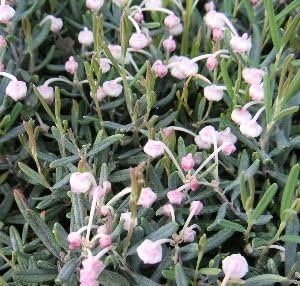 Amazon 姫石楠花 ヒメシャクナゲ アンドロメダ ブルーアイス 植木