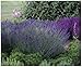 Produktbild 1 x Lavandula angustifolia 'Essence Purple' (Staude/Stauden/Winterthart/Mehrjährig) Echter Lavendel - Stecklingsvermehrt - Tolle Farbe - Sehr Insekten- und Bienenfreundlich - von Stauden Gänge