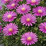 Classy Groundcovers, Cooper's Hardy Ice Plant, Diamond Fig, Icicle Plant, Crystalline Iceplant (25 Pots, 3 1/2 inch Square)