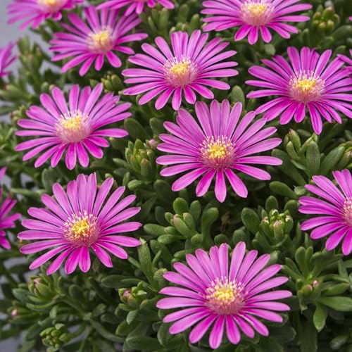 Classy Groundcovers, Cooper's Hardy Ice Plant, Diamond Fig, Icicle Plant, Crystalline Iceplant (Flat of 12 Pots, quarts)