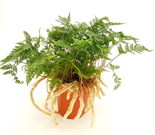 Tarantel-Farn, Spinnenfarn, Vogelspinnen-Farn, (Humata tyermannii) Zimmerpflanze, kräftige Pflanze...