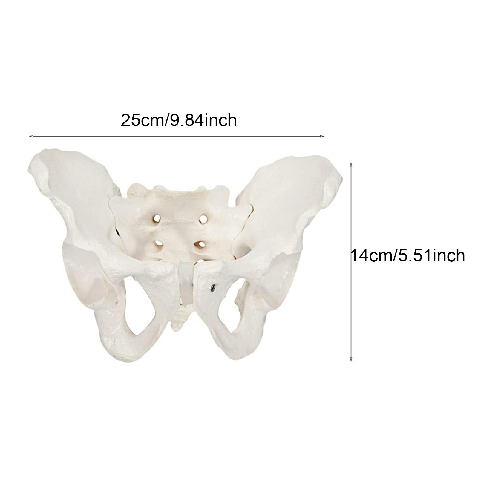 Modele dydaktyczne z zakresu biologii, Model anatomiczny, model kości biodrowej i miednicy, kobiety dla lekarza, nauka, edukacja anatomii