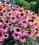 BALDUR Garten 3x Echinacea purpurea, Pflanzen im...