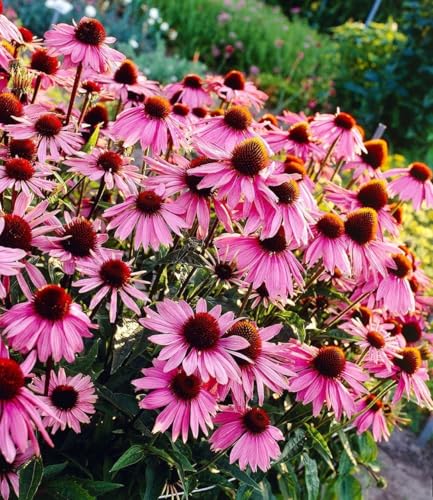 BALDUR Garten 3x Echinacea purpurea, Pflanzen im 9x9 cm-Topf, Purpuroter Sonnenhut, 4-6 Pflanzen pro Quadratmeter, bienen- & schmetterlingsfreundlich, winterharte Staude, mehrjährig, blühend