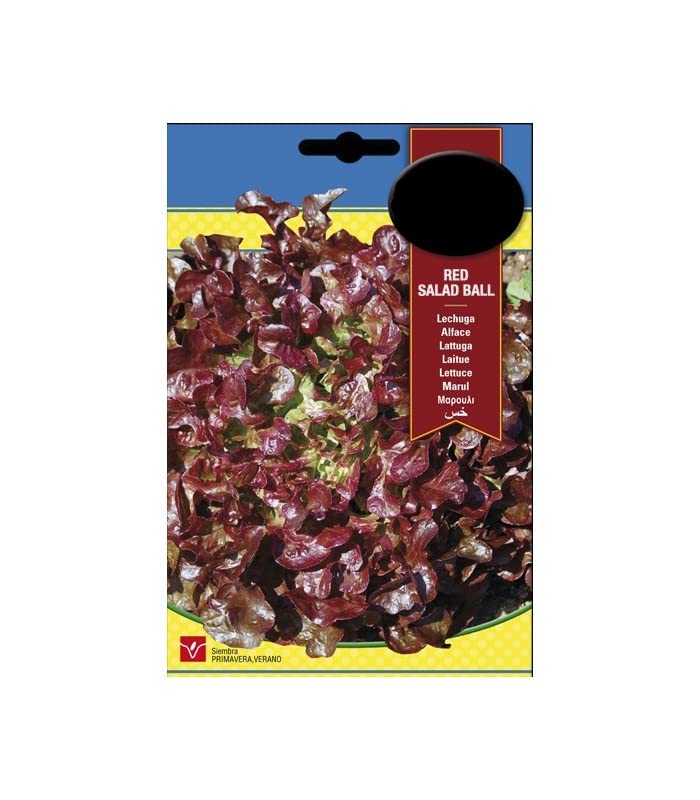 Semillas Lechuga Roble Sobre de Semillas Naturales de Semillas Variedad Hoja de Roble