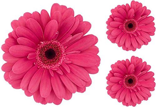 Akachafactory Set 3X Autocollant Sticker Voiture Moto Fleur Rose Deco Enfant