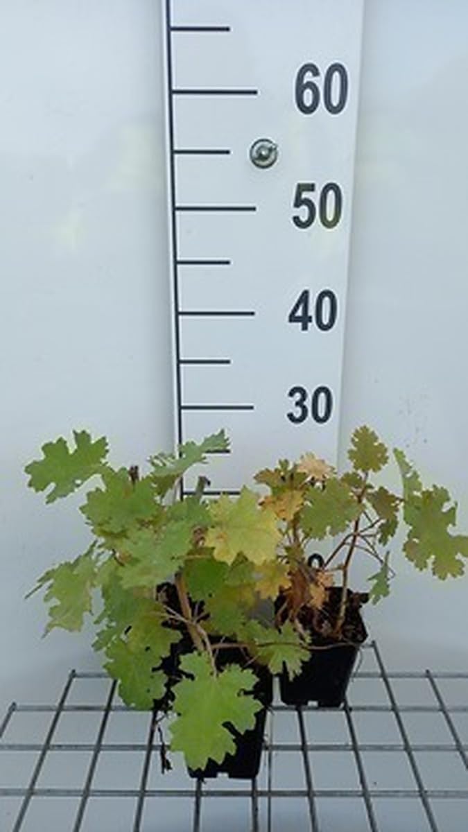 6x Pavot prune - Macleaya micr. 'Kelways Coral Plume' | 9x9 cm pot