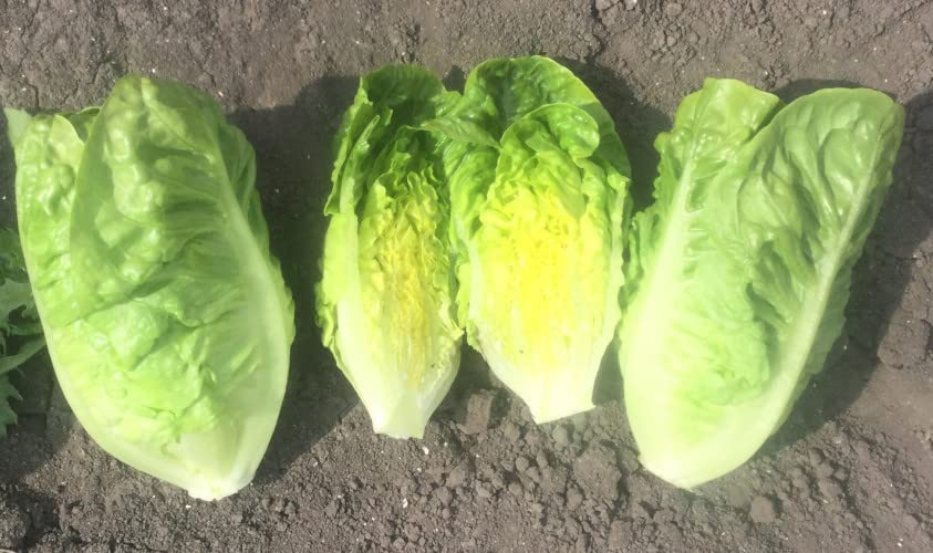 Little Gem Lettuce Plug Plants - Grow Your Own from Our Premium Quality Plants (6)