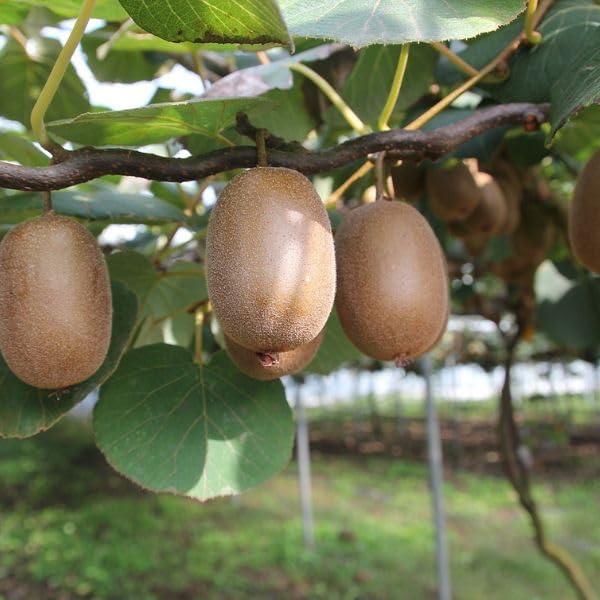 SISA GARDEN Live All Season hybrid grafted Kiwi fruit plant with grow bag (B0D5MSGSCW) Amazon Price History, Amazon Price Tracker