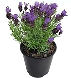 Flor Lavanda del Mediterráneo Planta Natural muy Típica en Zonas Rurales