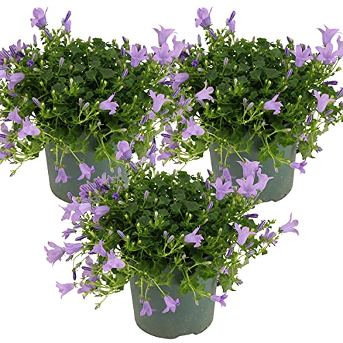 Bloomique - Set di 3 - Campanula Ambella Lavender - Campanula - Pianta Coprisuolo - Pianta da Giardino - Resistente al Freddo - Adatta agli Animali - Alte 10-20 cm - Vaso 10,5 cm