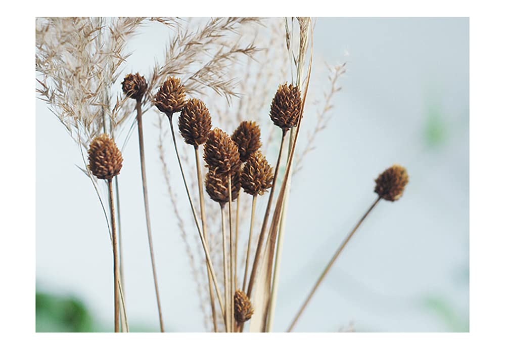 ミニドライフラワー florilege-flower_dr00020