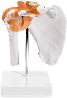 Shoulder Joint Model, Scientific Medical Shoulder Anatomy Model with Functional Ligaments for Classroom Study Display Medical Teaching Model