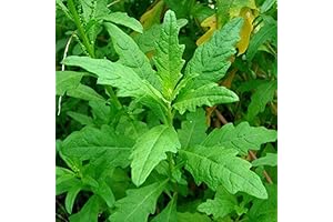 Epazote: Cultivate a Culinary Herb with Our Non-GMO Heirloom Seeds