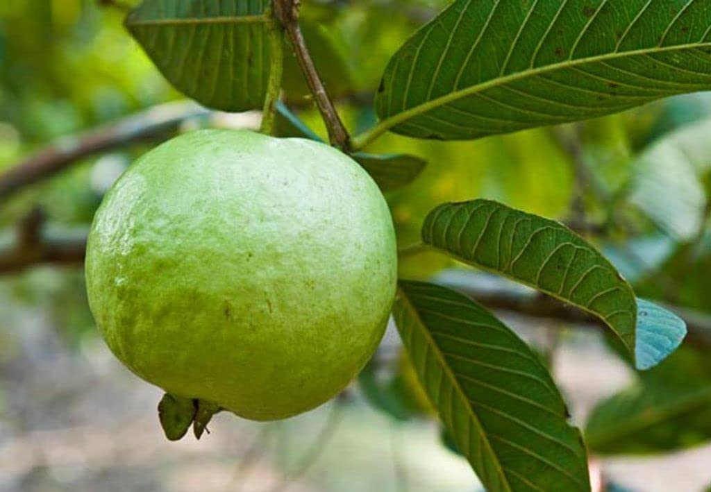 Allahabad Safeda Guava Plant Amrud Live Plant Grafted Original Variety (B0BS763824) Amazon Price History, Amazon Price Tracker