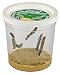 Insect Lore Cup of Caterpillars with Deluxe Chrysalis Station Live Habitat Kit Refill