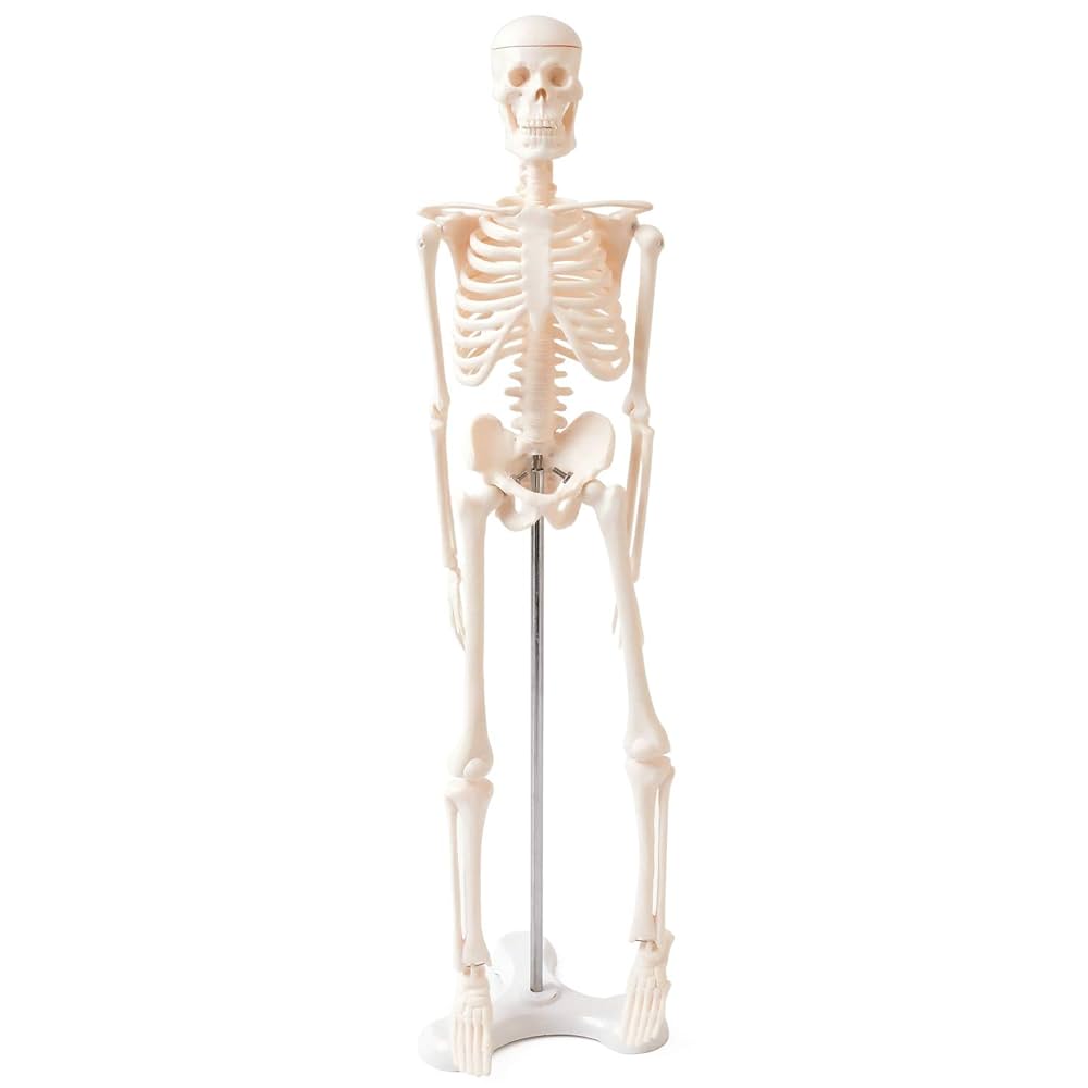 ☆ 激レア！！ 脊椎模型 約47cm 標本 人体模型 整体 骨格模型 骨格標本 nohohonlibre_lb-229