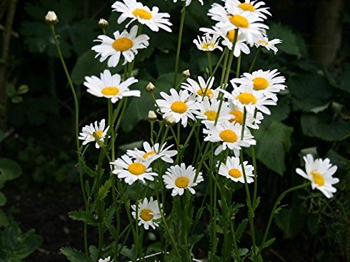 Creative Farmer Flower Seeds Ox-Eye Daisy Flower Seeds For Home Garden-100 Seeds (B01LX21XTD) Amazon Price History, Amazon Price Tracker