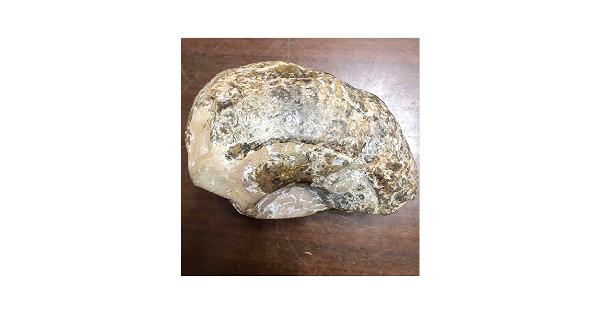 大きい化石 アンモナイト類 1.9 kg 径16~17 cm 大きい化石