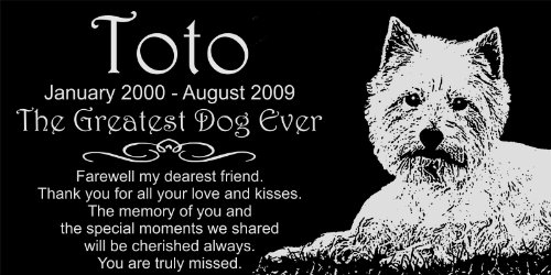 lhasa apso teddy bear haircut