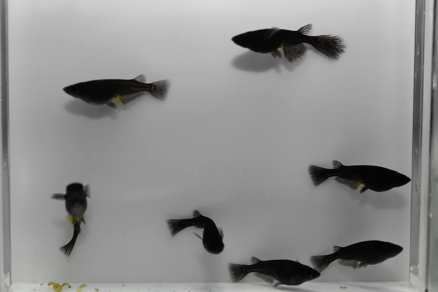 Amazon | 改良めだか研究販売-EGめだか オロチ めだか 稚魚 (10匹 