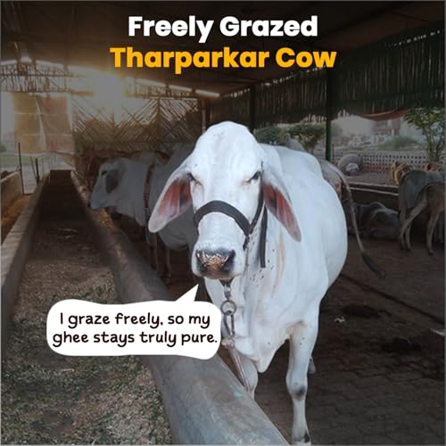 Image of Desert Native A2 Tharparkar Cow Vedic Bilona Cultured Ghee | Pure & Traditional, steel can