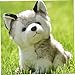 FUNNETOYU Peluche De Perro Husky Posición Sentada Muñeco De Peluche Adorable Juguete Suave para Compañía Nocturna y Decoración Casa o Oficina Imagen de FUNNETOYU Peluche De Perro Husky Posición Sentada Muñeco De Peluche Adorable Juguete Suave para Compañía Nocturna y Decoración Casa o Oficina