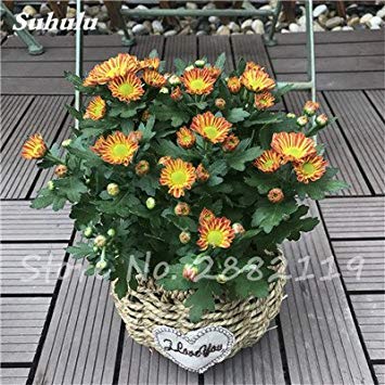 Graines de marguerites, graines de marguerites aux fraises, fleurs de saison, graines de chrysanthèmes, bonasi, belles fleurs colorées, balcon Paquet de 500 graines