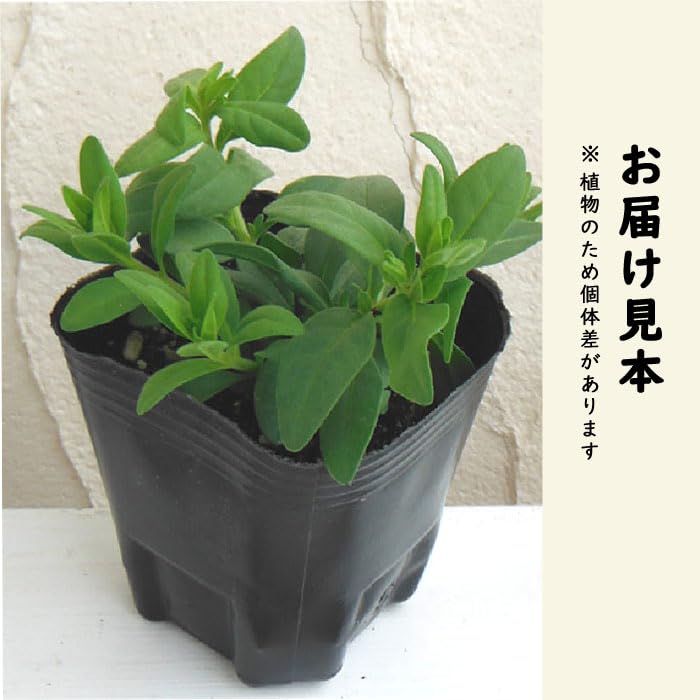 Amazon.co.jp: 花苗 スーパーベル ダブルブルー 9cmポット