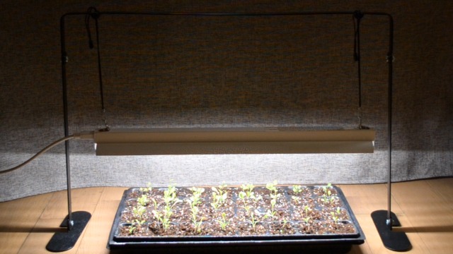 Amazon.com : iGrowtek 2ft Grow Light for Seed Starting,LED