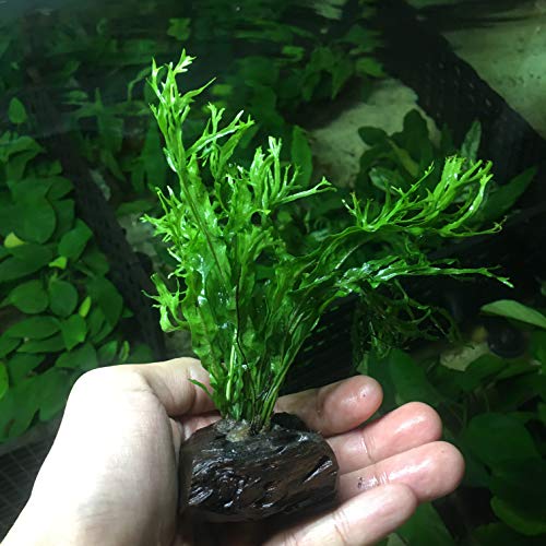 Anubias, Java Fern, Moss and more! Freshwater Live Aquarium Plants on Driftwood for Aquatic Tropical...