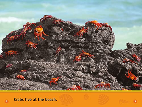 At the Beach: Level 1 (National Geographic Readers) - Image 6