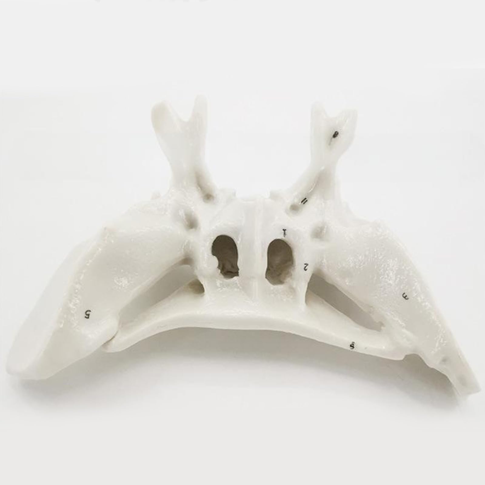 Menschliches Skelettmodell für die Anatomie des Ethmoidknochens, Lehrmittel, praktisches Schläfenbein, Krankenhausbedarf, menschliche Skelettanatomie