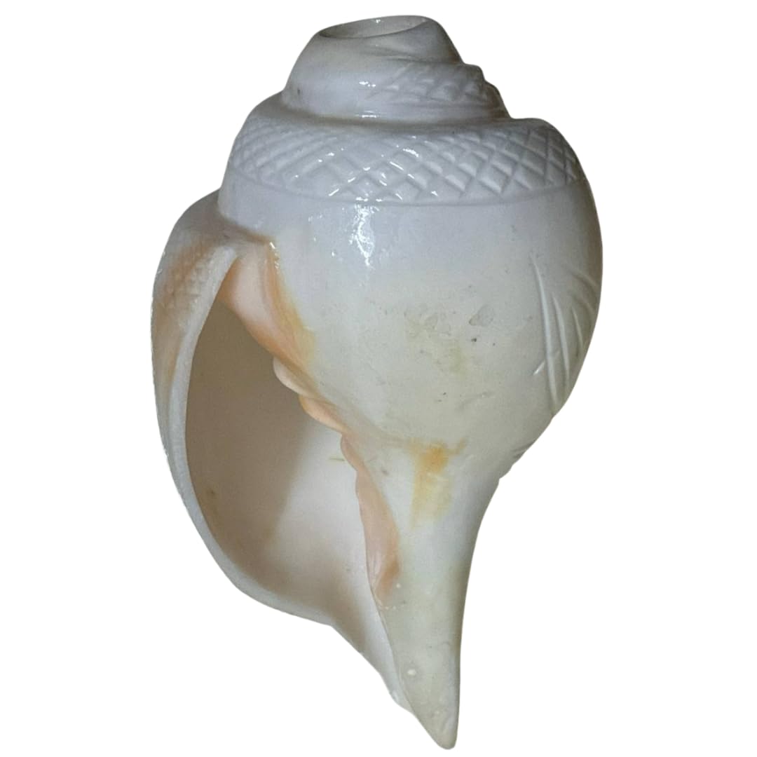 Religious Loud Sounding Shankh (Natural Sankha) for Puja & Home