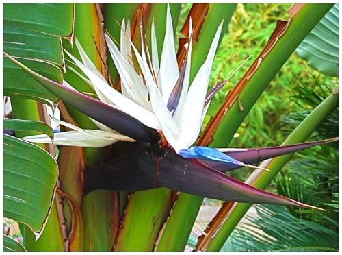 Exotica Tropicals White Bird of Paradise Professional Nursery Grade Fertilizer 4 LB Six Month Slow Release Strelitzia nicolai Plant Food