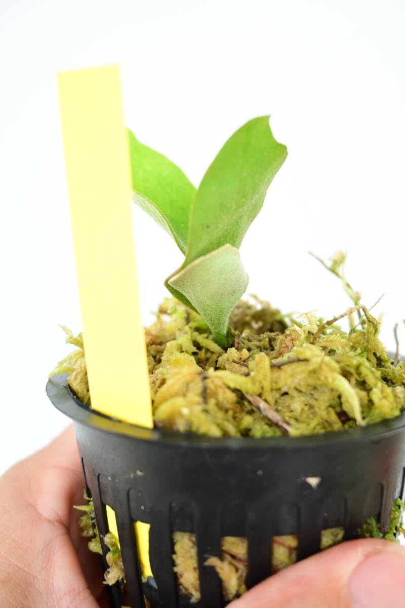 ビカクシダ4種セット シュプール、OMG、ペドロ、ホワイトギズモ