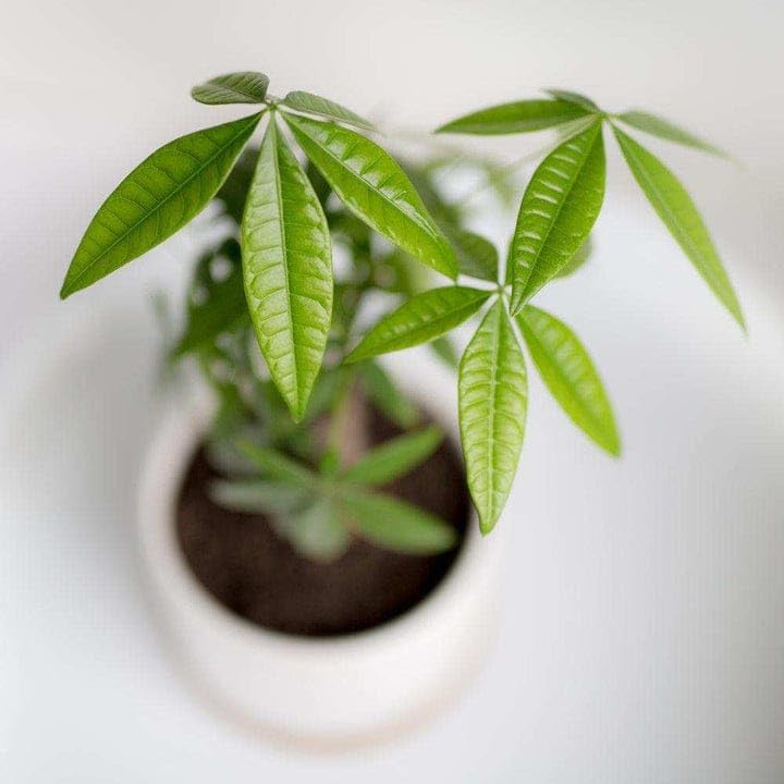 Money Tree Plant Live | Pachira Aquatica Braided Trunk | Lucky Plant for Wealth & Prosperity | Indoor Decorative Air Purifying Plant | Home Office Desk Plant | Easy Care (Pack of 1 live plant)-image-37