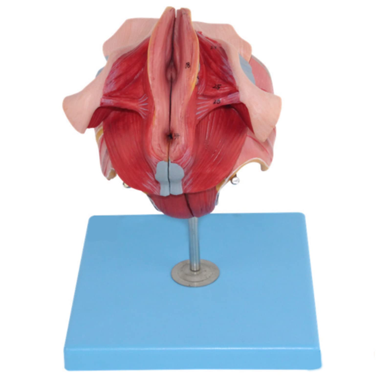 Model anatomiczny ludzkiego układu moczowego model anatomiczny choroby gruczołu szczelinowego przedniego model trzy części, w tym prostaty i pęcherz do narzędzia do prezentacji szkolnej