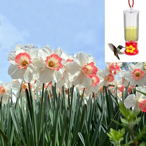 Pink & White Dutch Daffodil Flowers – 6 Bulbs + Bonus Hummingbird...