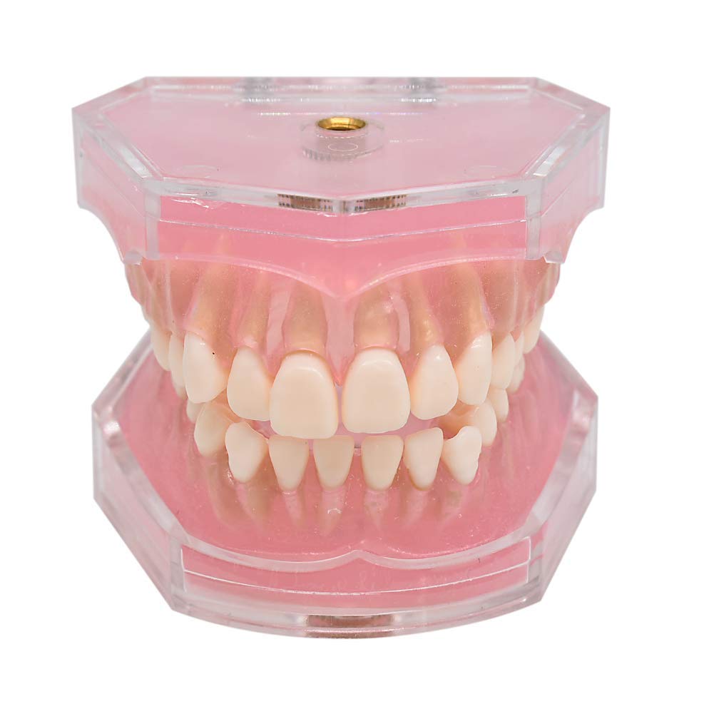 Modello didattico, Modello di Studio per impianti dentali, Modello Standard con Denti Rimovibili, Strumento di Studio didattico per Studenti di odontoiatria, pa