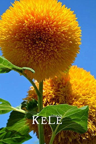 Nouvelles Graines fraîches Teddy Bear Tournesols graines Graines de tournesol Balcon pot Plantes Jardin Bonsai Fleur graines Facile à planter 10pcs