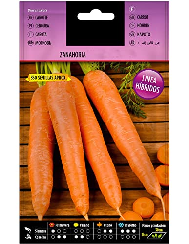 Semillas de Zanahoria para Comer Daucus Carota Semillas Naturales