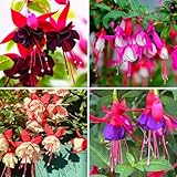 Fuchsia Flower Seeds for Planting 185 Count - Heat-Tolerant Annual Seeds, Ideal for Containers & Borders, Thrives in Well-Drained Soil