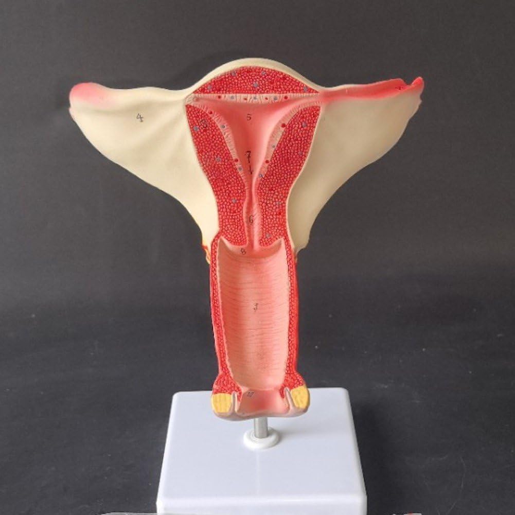Modèle D'utérus D'ovaire Féminin Humain, Modèle D'organe Reproducteur, Modèle De Gynécologie Anatomique D'enseignement Médical Utérin D'organe Génital Féminin