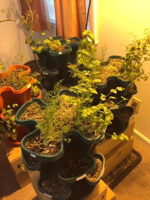 Mr. Stacky succulent garden