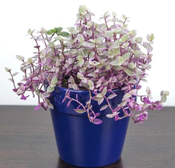 Pink Lady indoor plants||callisia repens pink lady plant (B0CXZD911W) Amazon Price History, Amazon Price Tracker