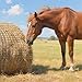 ciclvx Round Bale Hay Net 4x4ft Large Round Bale Hay Nets for Horses Heavy Duty Slow Feed Hay Net Black Knotless Design for Horse, Cattle, Goat (4x4ft)